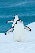 Zügelpinguine (Pygoscelis antarcticus) zu Fuß auf Neuschnee auf Half Moon Island, South Shetland Islands, Antarktis