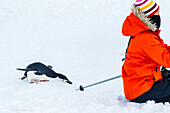 Zügelpinguine (Pygoscelis antarcticus) schleichen sich hinter Touristen auf Half Moon Island, South Shetland Islands, Antarktis