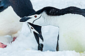 Chinstrap Penguins (Pygoscelis antarcticus) showing courtship behavior at Half Moon Island, South Shetland Islands, Antarctica