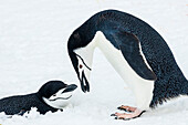 Zügelpinguine (Pygoscelis antarcticus) zeigen Balzverhalten auf Half Moon Island, South Shetland Islands, Antarktis