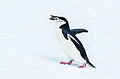 Chinstrap Penguin (Pygoscelis antarcticus) carries nesting material at Half Moon Island, South Shetland Islands, Antarctica