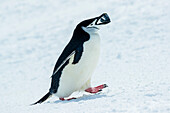 Chinstrap Penguin (Pygoscelis antarcticus) carries nesting material at Half Moon Island, South Shetland Islands, Antarctica