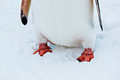 Gentoo Penguin (Pygoscelis papua) feet close-up at Yankee Harbor, South Shetland Islands, Antarctica
