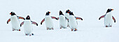 Panoramic, Gentoo Penguins (Pygoscelis papua) walking on fresh snow at Yankee Harbor, South Shetland Islands, Antarctica