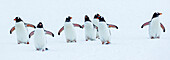 Panorama, Eselspinguine (Pygoscelis papua) zu Fuß auf frischem Schnee am Yankee Harbor, South Shetland Islands, Antarktis