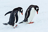 Gentoo Penguins (Pygoscelis papua) courtship display at Yankee Harbor, South Shetland Islands, Antarctica