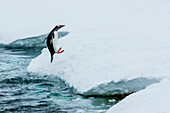 Gentoo Penguins (Pygoscelis papua) leaps onto ice edge at Yankee Harbor, South Shetland Islands, Antarctica