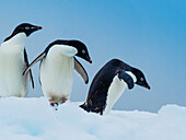 Adelie penguins (Pygoscelis adeliae) on iceberg, Paulet Island, Antarctica