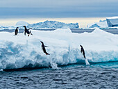 Doppelsprung, Eis, Adelie-Pinguine, Pygoscelis Adeliae, Danger Islands, Antarktis