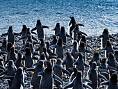 Adelie-Pinguine (Pygoscelis adeliae) versammeln sich entlang der Küste, Paulet Island, Antarktis