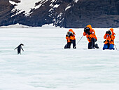 Guests photographing Adelie Penguin (Pygoscelis adeliae) on pack ice at Cape Well Met, Vega Island, Antarctica
