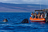 Spy Hop, Whale Watching Boat, Buckelwale (Megaptera novaeangliae) nähern sich Maui, Hawaii