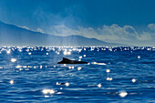 Humpback Whale (Megaptera novaeangliae) dorsal fin and star bursts, Maui, Hawaii