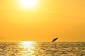 Humpback Whales (Megaptera novaeangliae), Maui, Hawaii