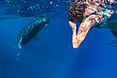 Unterwasserfoto, Touristenuhren Buckelwal (Megaptera novaeangliae) schwimmen unter Boot, Maui, Hawaii