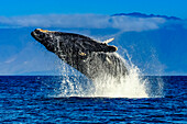 Breaching Humpback Whale (Megaptera novaeangliae) with Molikai in the distance, Maui, Hawaii