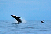 Mom & calf breaching in unison, Humpback Whales (Megaptera novaeangliae), Maui, Hawaii