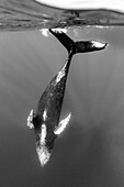 Unterwasserfoto, Buckelwal (Megaptera novaeangliae) taucht tief, Maui, Hawaii