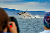 Watching a breaching Humpback Whale (Megaptera novaeangliae), Maui, Hawaii