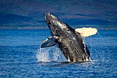 Breaching baby Humpback Whale (Megaptera novaeangliae), Maui, Hawaii