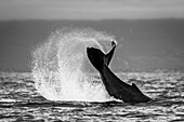 Black & White, Tail lob, Humpback Whale (Megaptera novaeangliae) lifts its fluke and splashes water, Maui, Hawaii