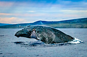Breaching Humpback Whale (Megaptera novaeangliae), Maui, Hawaii(Megaptera novaeangliae), Maui, Hawaii
