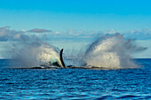 Big splash, Breaching Humpback Whale (Megaptera novaeangliae), Maui, Hawaii