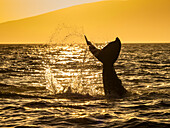 Tale lob, Humpback Whale (Megaptera novaeangliae) lifts its fluke at sunset, Maui, Hawaii