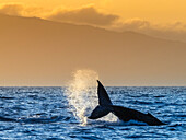 Tale lob, Humpback Whale (Megaptera novaeangliae) lifts its fluke at sunset, Maui, Hawaii