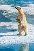 Standing polar bear on pack ice, Horsund Fjord, Svalbard, Norway