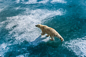 Eisbär beim Spaziergang auf Packeis, Horsund Fjord, Svalbard, Norwegen