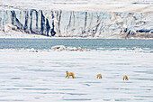 Mutter und Welpen wandern über das Packeis, Bärensund, Spitzbergen, Svalbard, Norwegen
