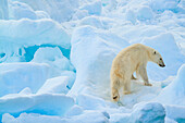Eisbären (Ursus Maritimus) auf mehrjährigem Packeis, Hinlopen Strait, Svalbard, Norwegen