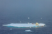 Polar Bear (Ursus maritimus) on seal kill with Glaucous Gulls (Larus hyperboreus) in the fog, Svalbard, Norway