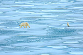 Two Polar Bears crossing Pack Ice, following mom, mother and cub, Svalbard, Norway
