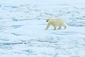 Eisbär (Ursus Maritimus) auf dem Packeis, Arktischer Ozean, Hinlopen Strait, Svalbard, Norwegen