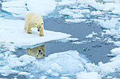 Reflection, Polar Bear (Ursus maritimus) on the pack ice, Arctic Ocean, Hinlopen Strait, Svalbard, Norway