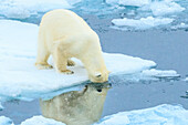 Head in water, Polar Bear (Ursus maritimus) on the pack ice, Arctic Ocean, Hinlopen Strait, Svalbard, Norway
