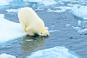 Kopf im Wasser, Eisbär (Ursus Maritimus) auf dem Packeis, Arktischer Ozean, Hinlopen Strait, Svalbard, Norwegen