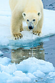 Drippin wet Polar Bear (Ursus maritimus) on the pack ice, Arctic Ocean, Hinlopen Strait, Svalbard, Norway