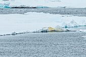 Sprungsequenz, Eisbär (Ursus maritimus) springt zwischen Eisflüssen, Northeast Svalbard Nature Preserve, Svalbard, Norwegen