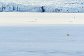 Skala, Eisbär überqueren Packeis, Spitzbergen, Nordpolarmeer, Svalbard, Norwegen
