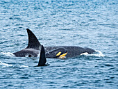 Junges Kalb durch Diatonsm verfärbt Transiant Killer Whales (Orca Orcinus) Familie Pod in Monterey Bay, Monterey Bay National Marine Refuge, Kalifornien