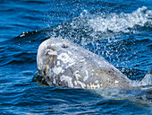 Narben sind häufig bei Rundkopfdelfinen (Grampus griseus), Monterey Bay, Monterey Bay National Marine Reserve, Pazifischer Ozean, Kalifornien