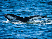 Fluke patterns are like fingerprints, Humpback Whale (Megaptera novaeangliae) in Monterey Bay, Monterey Bay National Marine Refuge, California