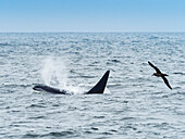 Schwarzfußalbatros (Phoebastria nigripes) und Killerwale (Orca orcinus) in Monterey Bay, Monterey Bay National Marine Refuge, Kalifornien