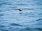 Schwarzfußalbatros (Phoebastria Nigripes) im Flug über Monterey Bay, Monterey Bay National Marine Refuge, Kalifornien