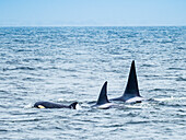 Transiant Killer Whales (Orca orcinus) in Monterey Bay, Monterey Bay National Marine Refuge, California