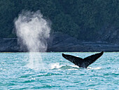 Whale Tail und Whale Blow, Buckelwal (Megaptera novaeangliae) hebt seine Schwanzflosse in der Icy Strait, Alaskas Inside Passage