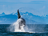 Sequence 7, Breaching Whale, Humpback Whale (Megaptera novaeangliae) jumps above the water in Icy Strait, Alaska's Inside Passage